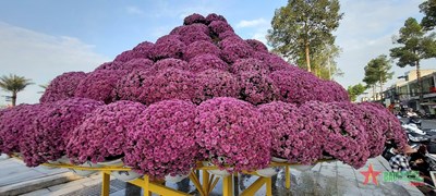 View - 	Đồng Tháp: Muôn màu hoa khoe sắc tại làng hoa Sa Đéc